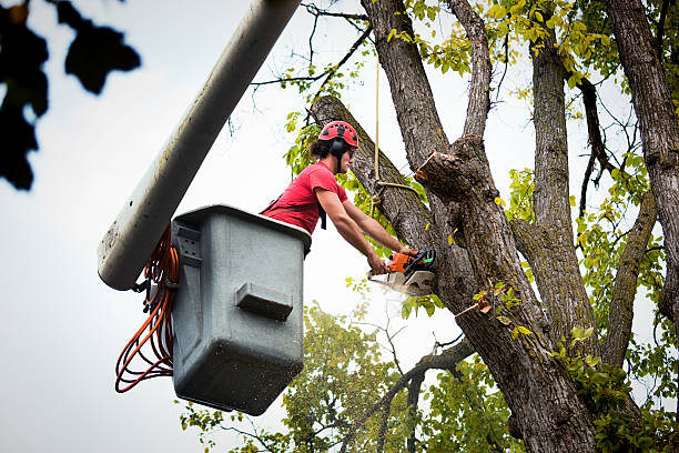 Best Tree Cutting Near Me  in USA